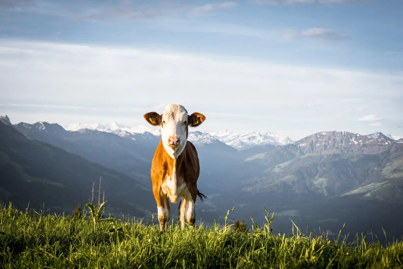 Kuh auf der Alm